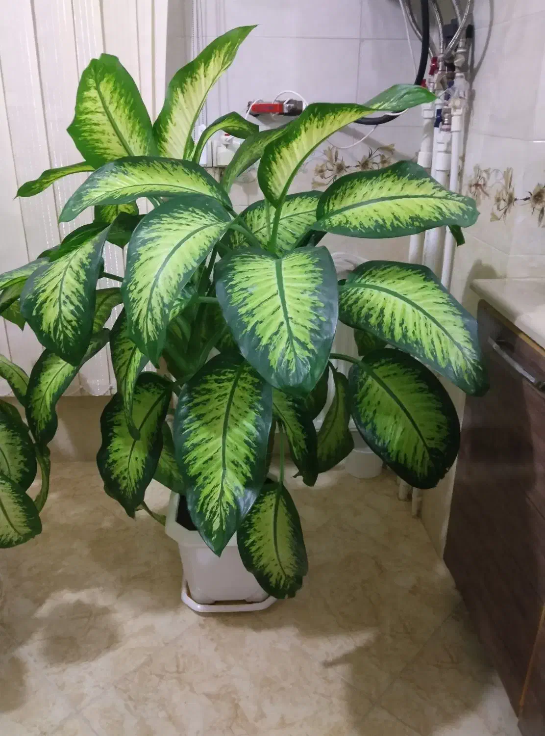 گل دفن باغی|گل و گیاه طبیعی|سقز, |دیوار