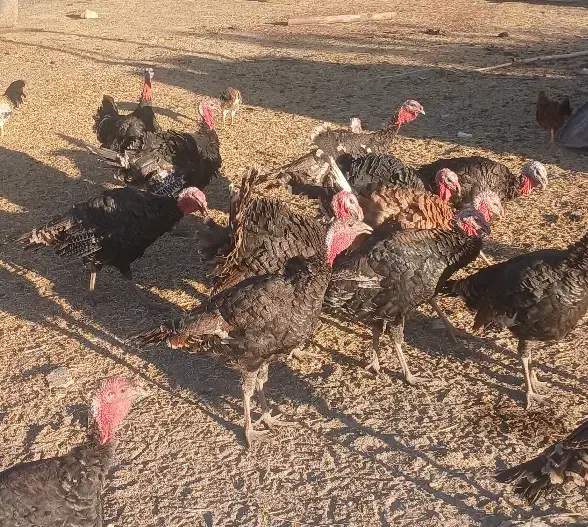 بو قلمون ب فروش. می‌رسد|حیوانات مزرعه|ماهنشان, |دیوار