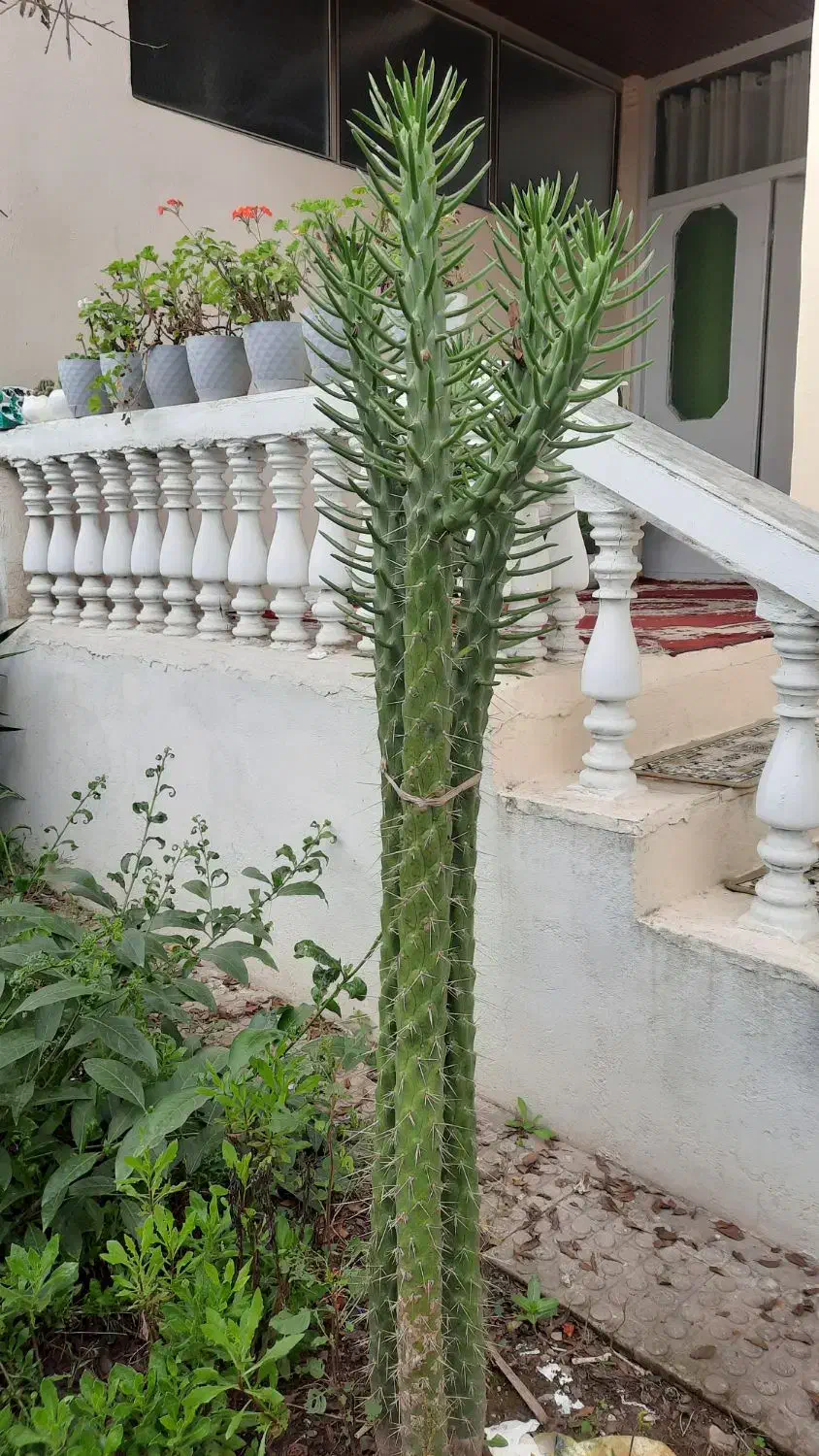 گل ویلایی|گل و گیاه طبیعی|خشکبیجار, |دیوار