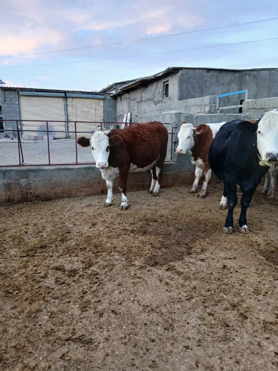 فروش ماده گاوابستن نژادخوب|حیوانات مزرعه|صوفیان, |دیوار