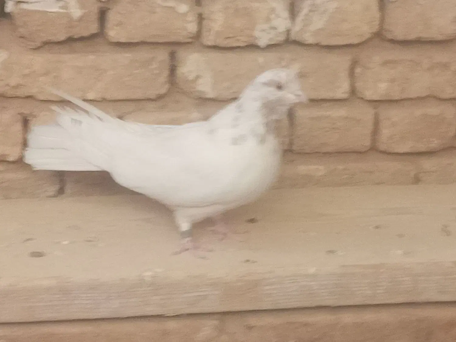 سفید چش زرد|پرنده|بروجن, |دیوار