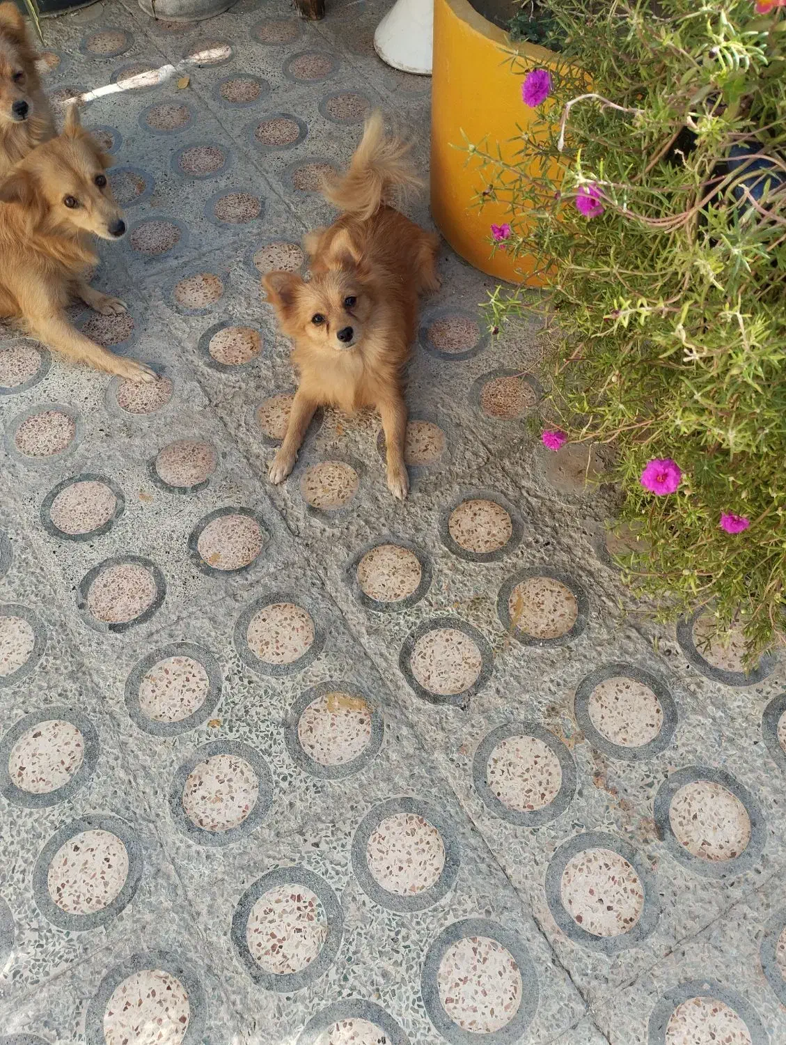 سگ آشپز پامر|سگ|بندرعباس, |دیوار