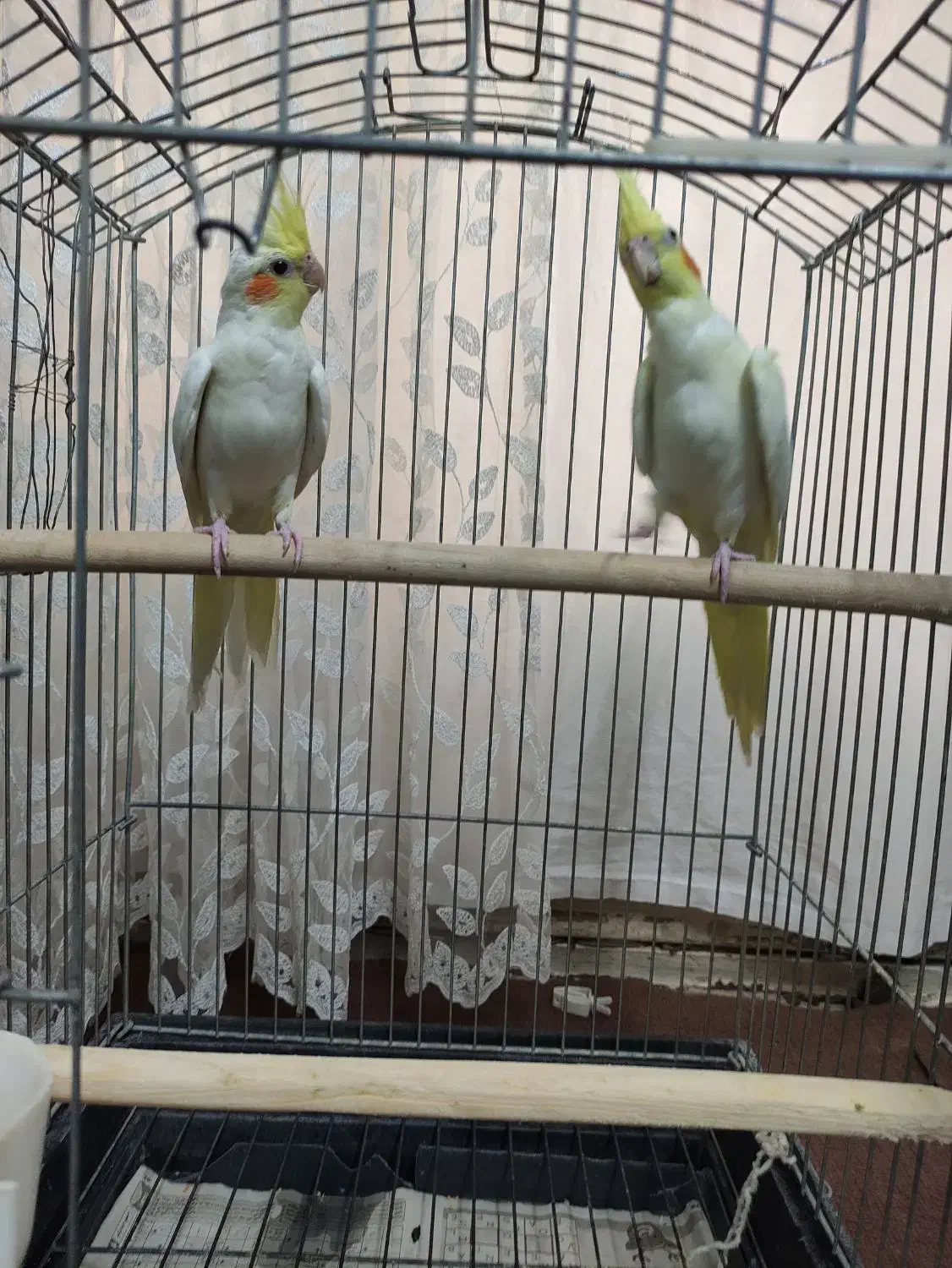 عروس هلندی لوتینو|پرنده|ری, فیروزآبادی|دیوار