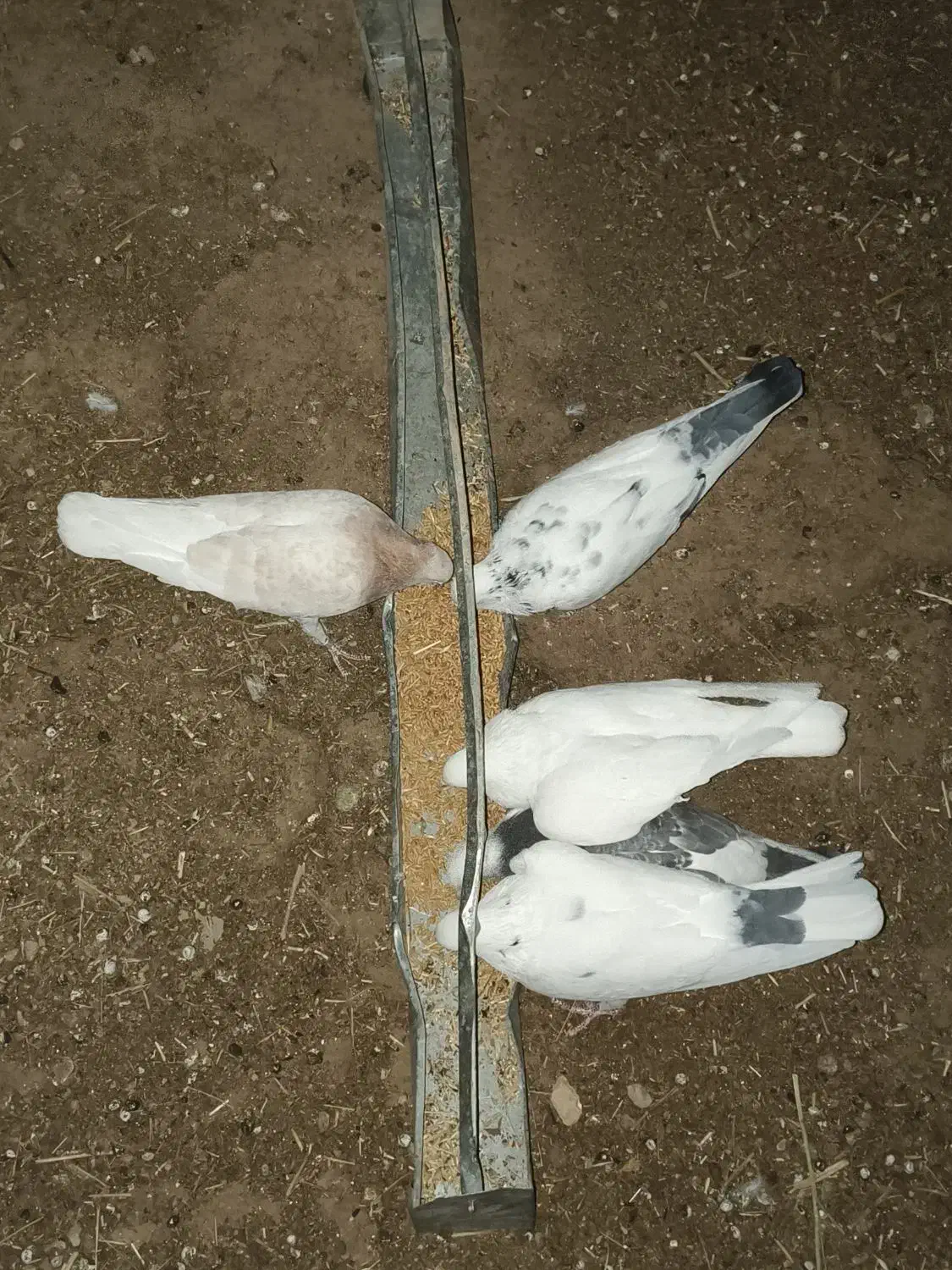 کفتر کبوتر|پرنده|تکاب, |دیوار