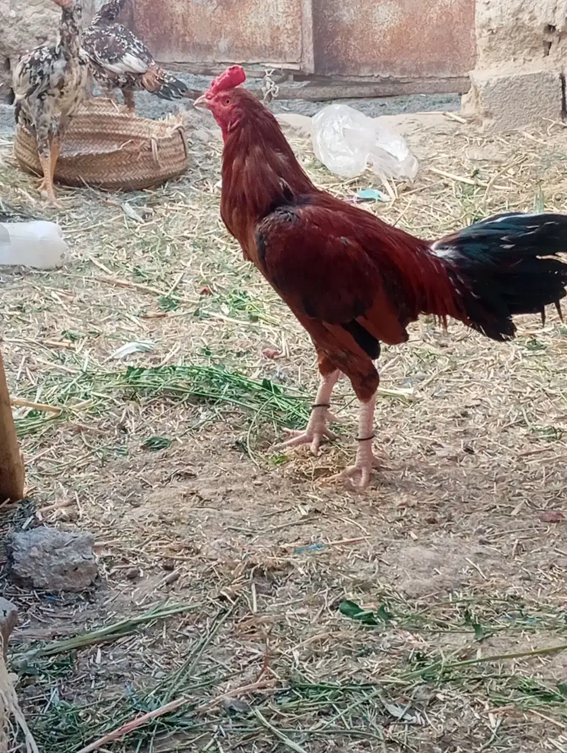 خروس|حیوانات مزرعه|سراوان, |دیوار