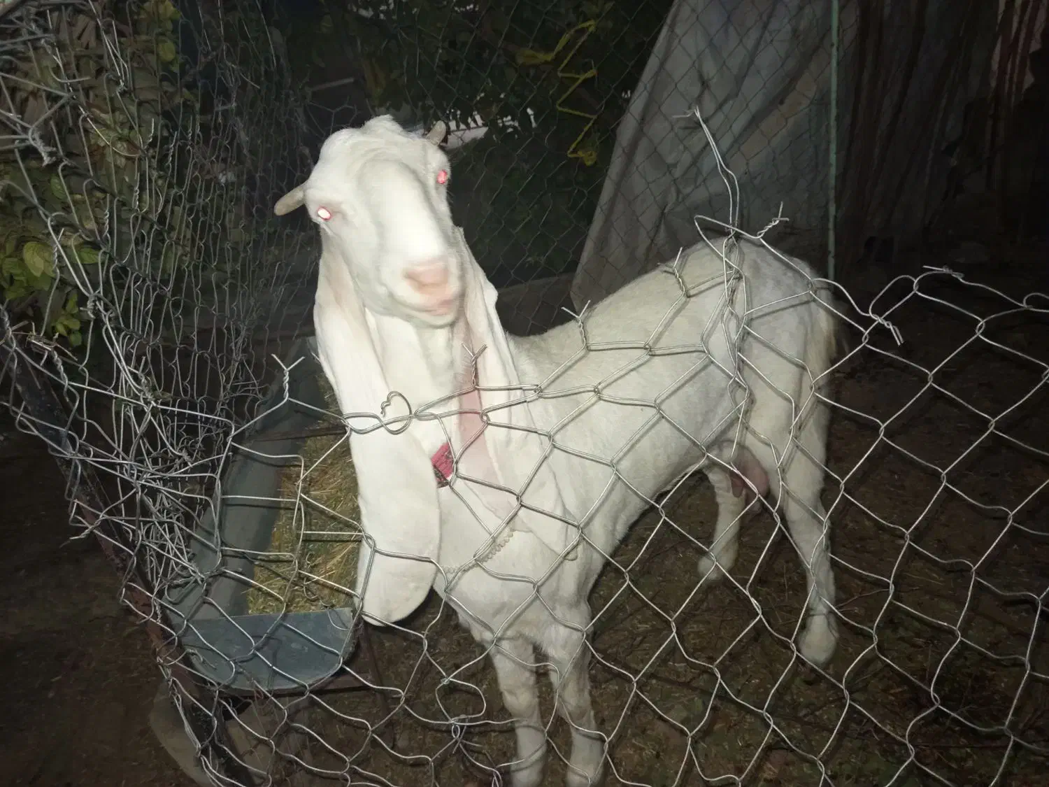 بز گلابی اصل اصل وزن بالا بلند|حیوانات مزرعه|خشت, |دیوار