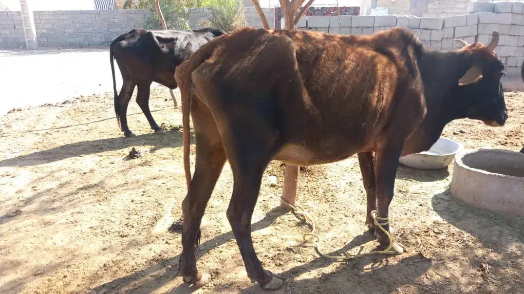 دوتا گاو راست گوشت|حیوانات مزرعه|کهنوج, |دیوار