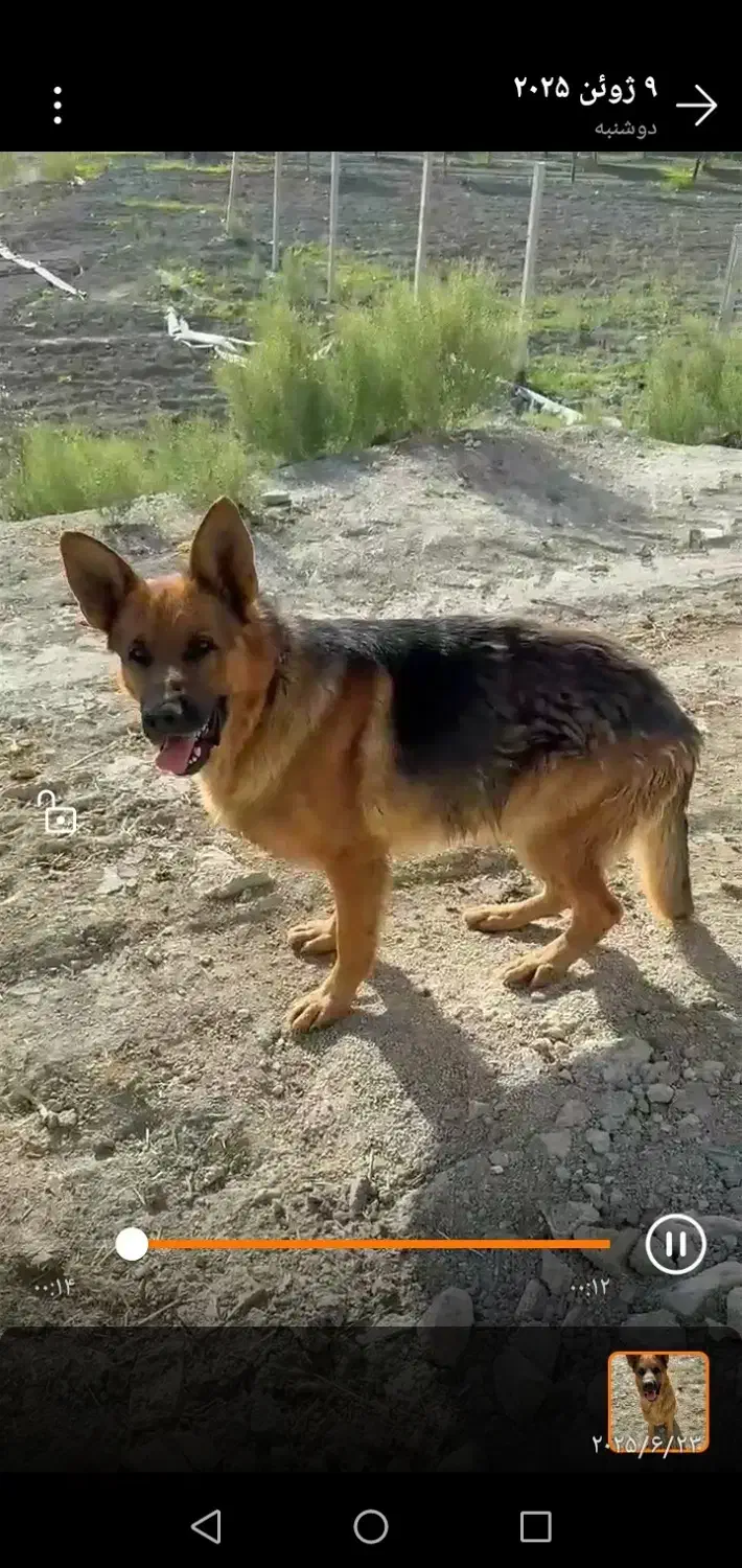 دو عدد توله 6ماهه ماده از این مولد|سگ|اسفراین, |دیوار