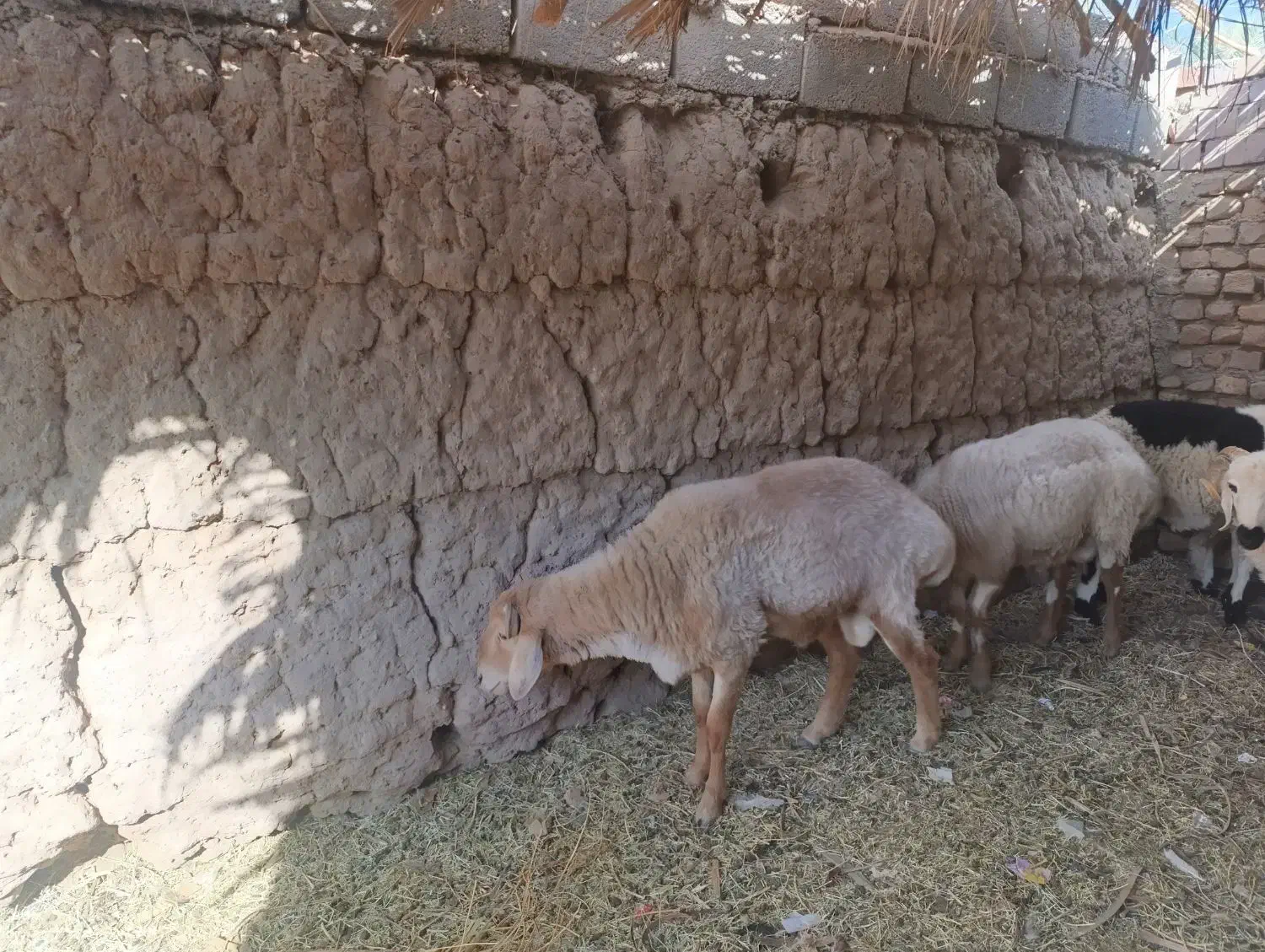 بره شیرازی اصل|حیوانات مزرعه|نرماشیر, |دیوار