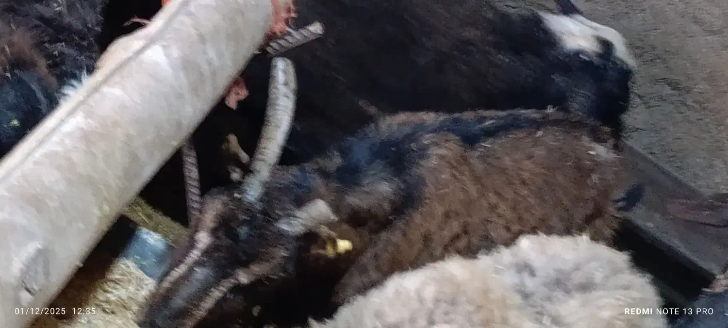 یک راس بز جوان وزن حدود 45 کیلو|حیوانات مزرعه|کرج, کرج نو|دیوار