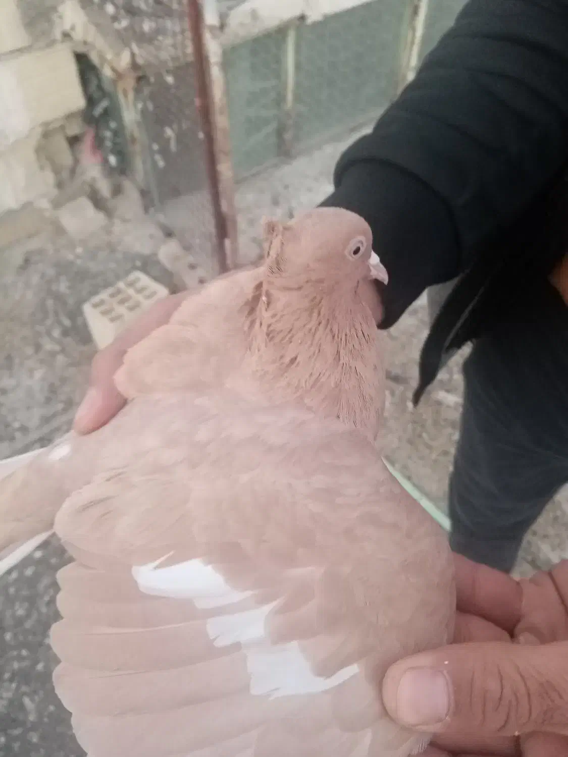 کبوتر سرک زرد ماده|پرنده|جهرم, |دیوار