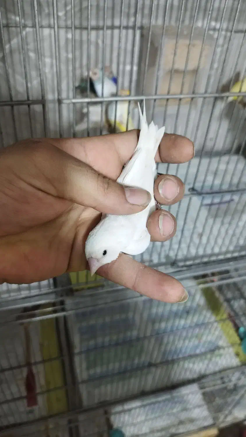 فنچ گلدین رنگ خاص|پرنده|پاکدشت, پاکدشت (مامازند)|دیوار