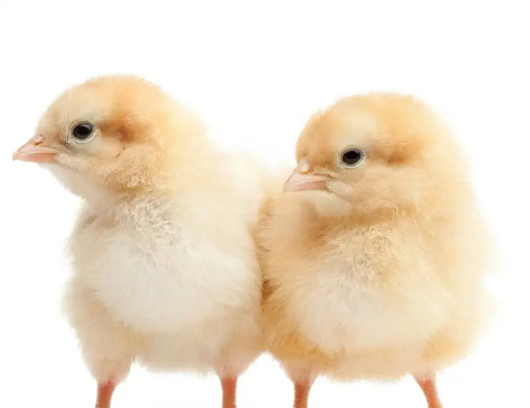 جوجه مرغ محلی یک ماهه|حیوانات مزرعه|آبپخش, |دیوار