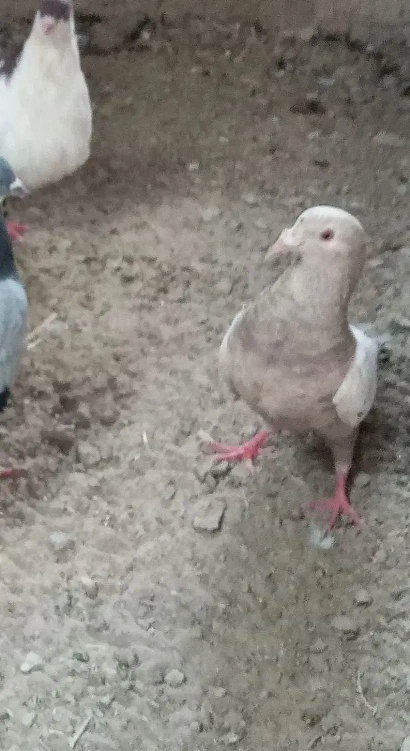 کبوتر|پرنده|زهک, |دیوار