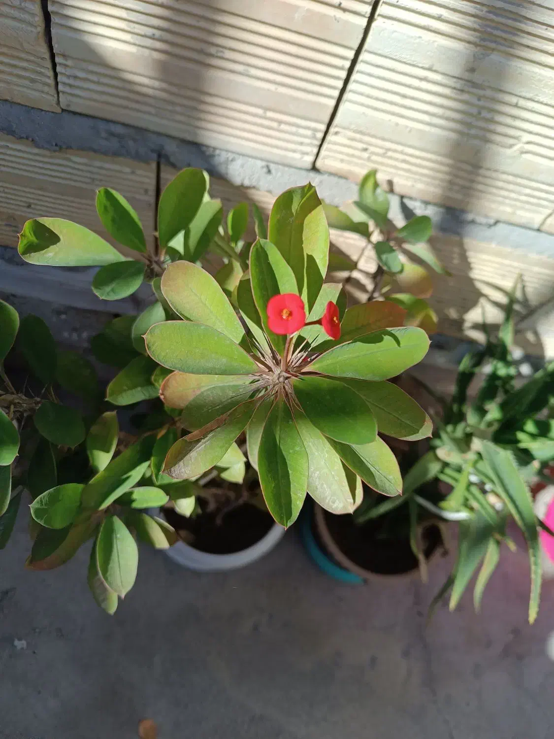 گل طبیعی|گل و گیاه طبیعی|تبریز, |دیوار