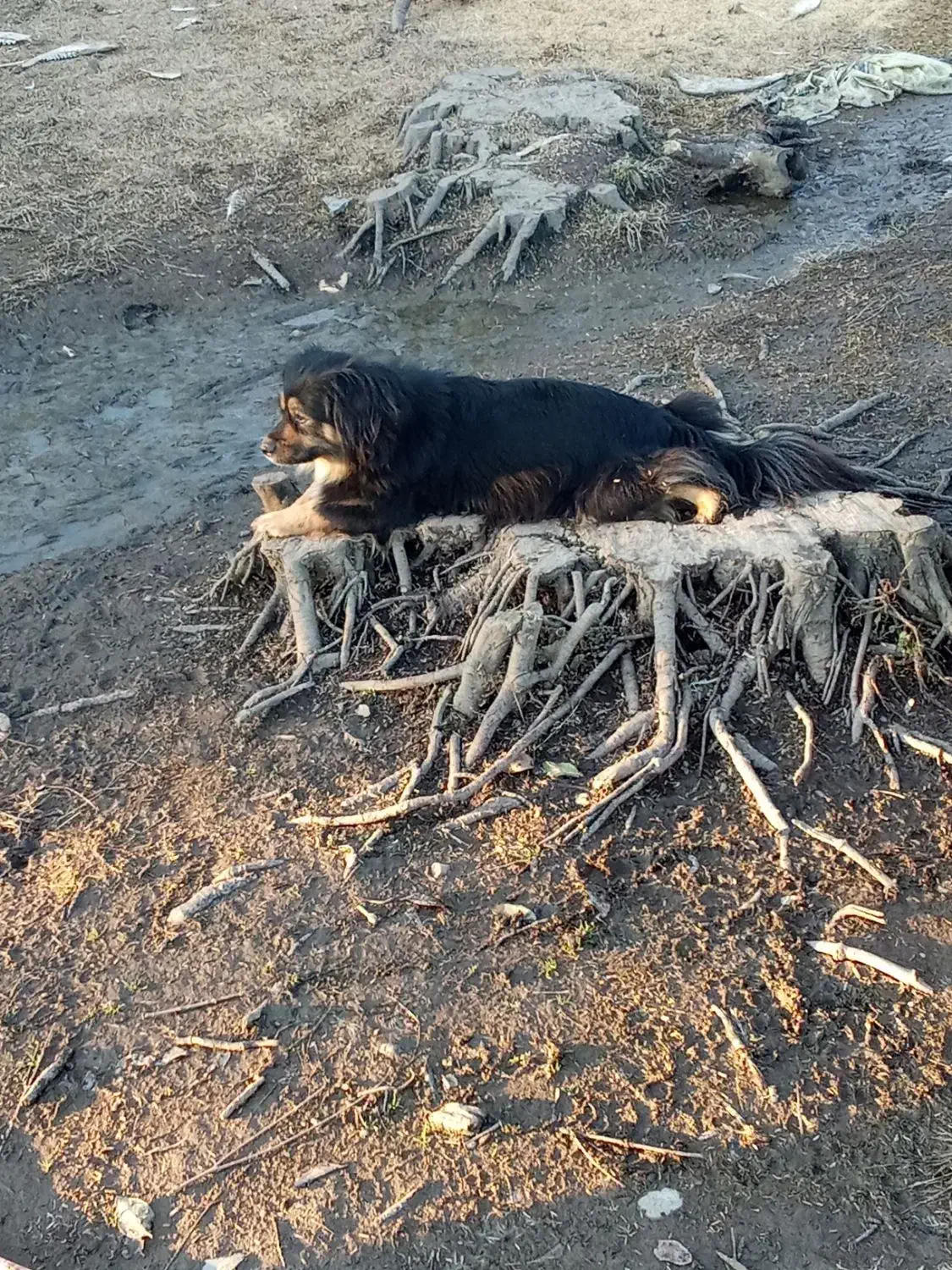 واگذاری سگ پاکوتاه|سگ|واجارگاه, |دیوار