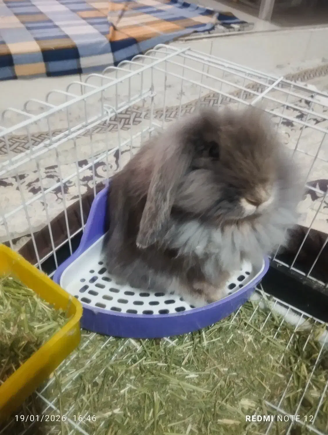 خرگوش لوپ|موش و خرگوش|قرچک, پویینک|دیوار