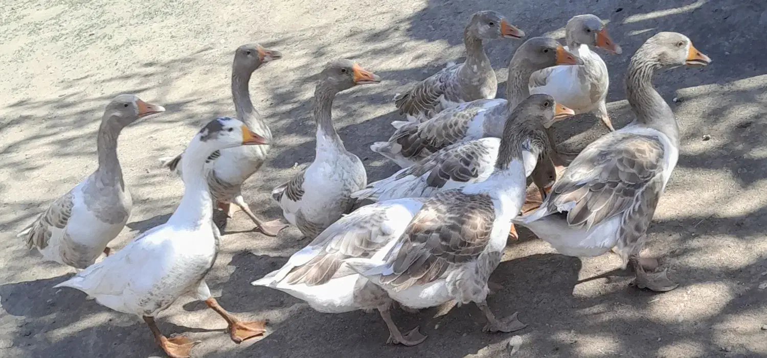 غاز محلی|حیوانات مزرعه|انگوت, |دیوار