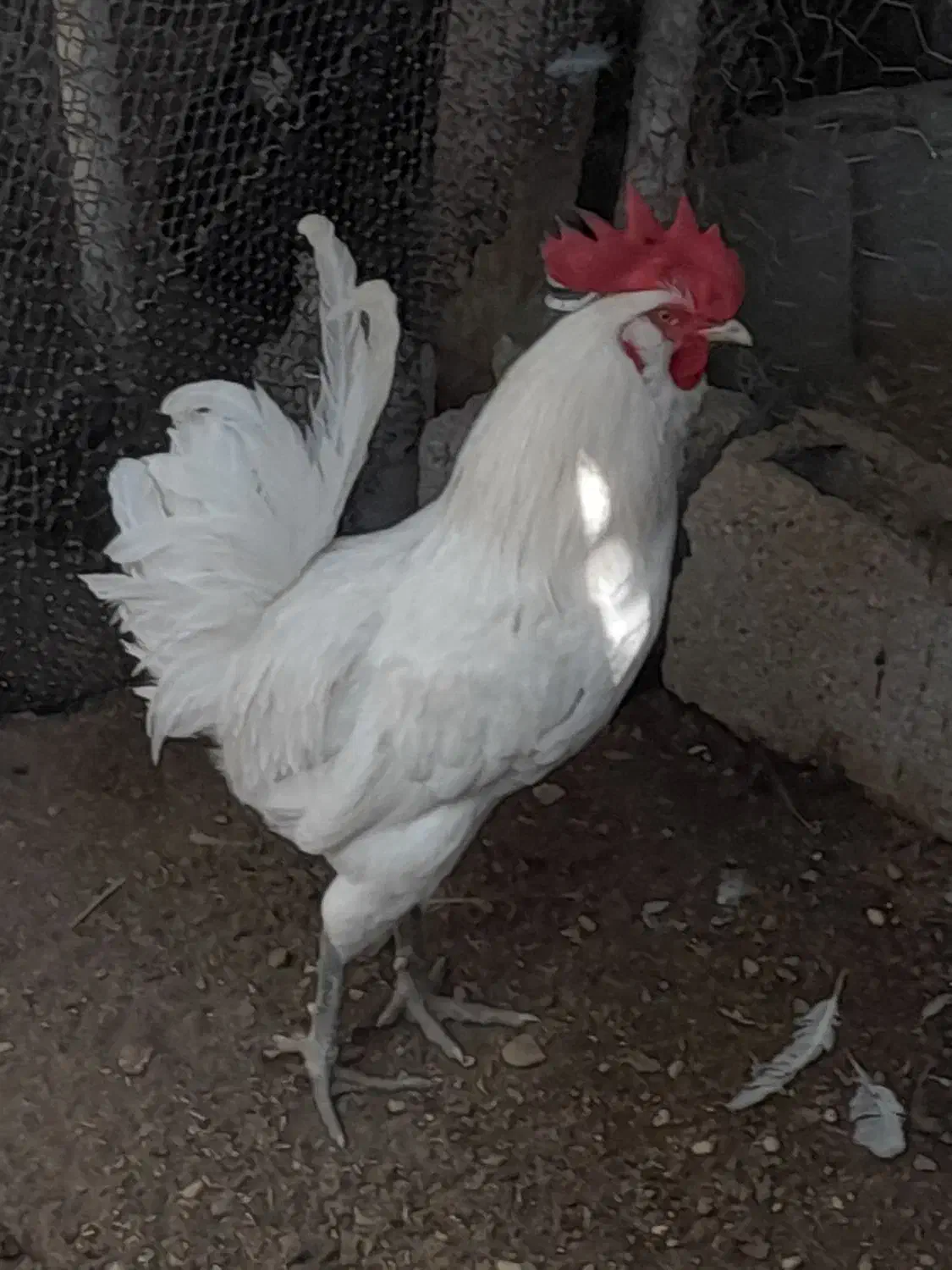 دو۲عددخروش ویک مرغ کرک محلی اصل خورموج درخدمتم|حیوانات مزرعه|خورموج, |دیوار