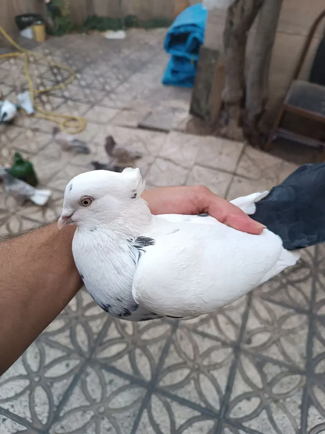 دمبی|پرنده|شاهرود, |دیوار