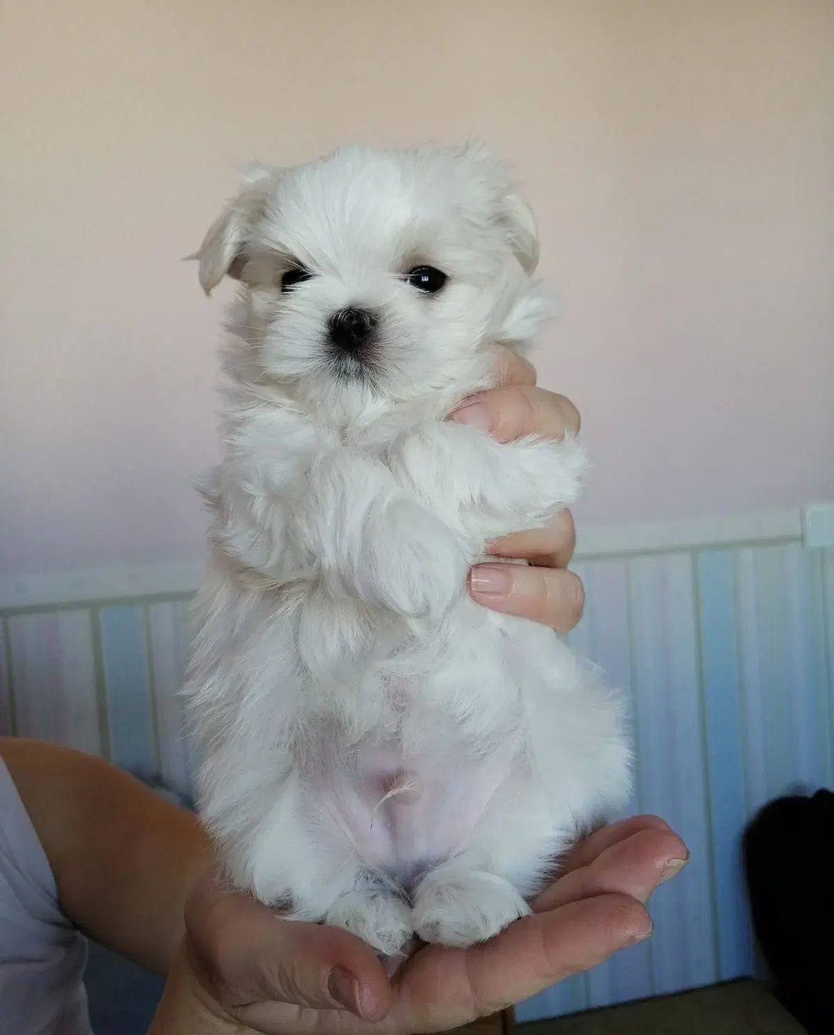 سگ تی کاپ (فنجونی) سفید/نسکافه ای|سگ|تهران, سعادت‌آباد|دیوار