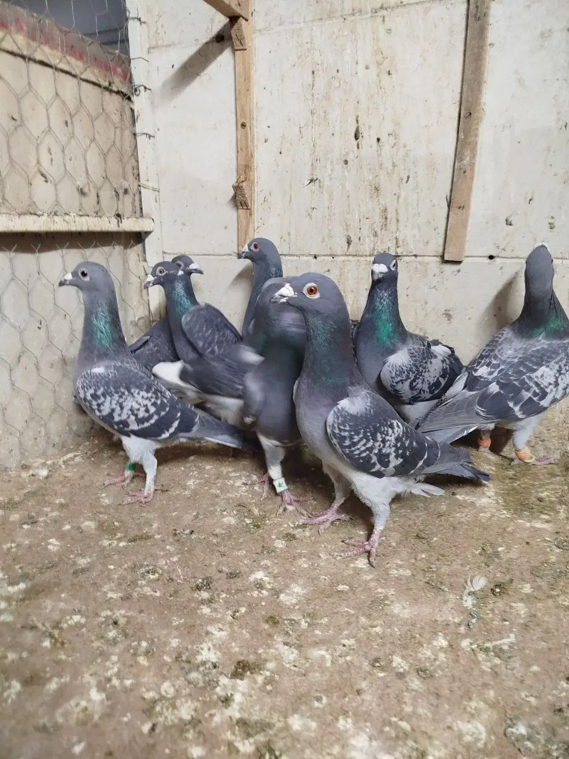 کفتر کبوتر 4تا دسته|پرنده|مشهد, ابوذر|دیوار
