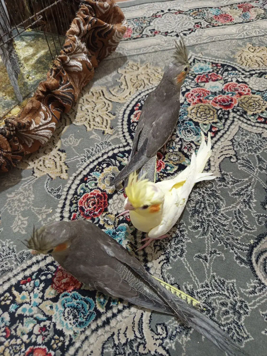 عروس هلندی|پرنده|اسلام‌شهر, شهرک طالقانی|دیوار