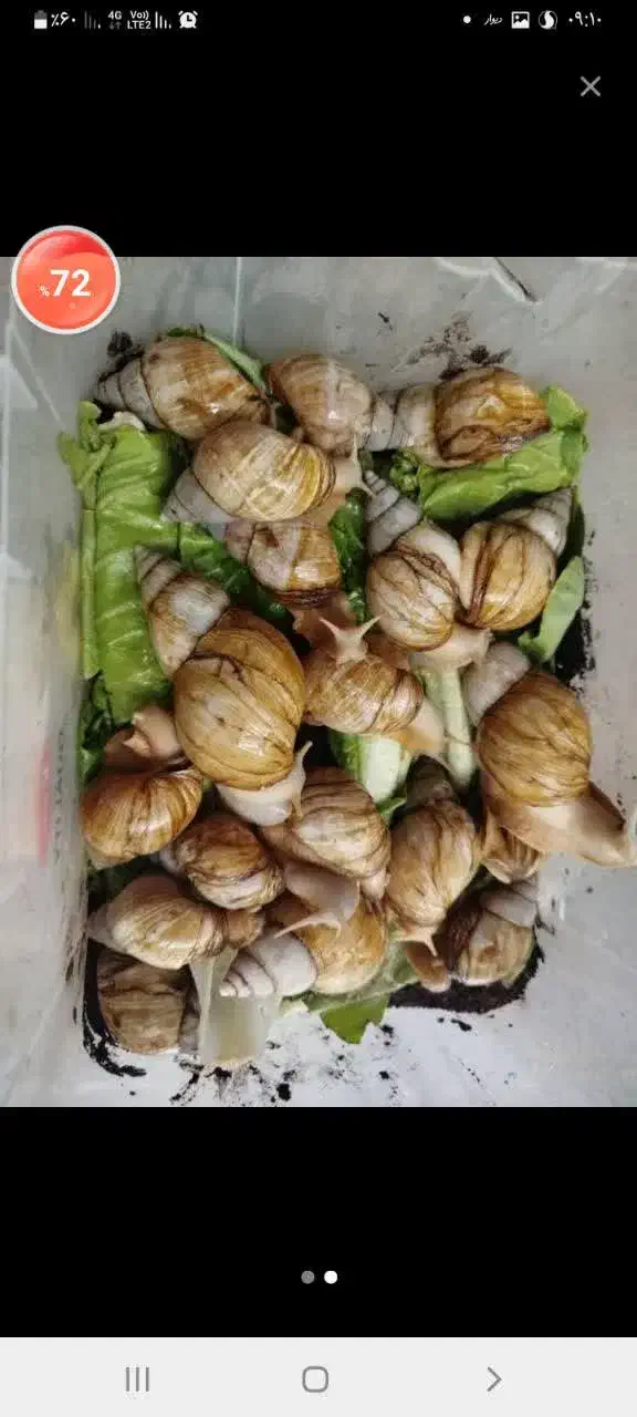 حلزون مولد|خزنده|دزفول, |دیوار