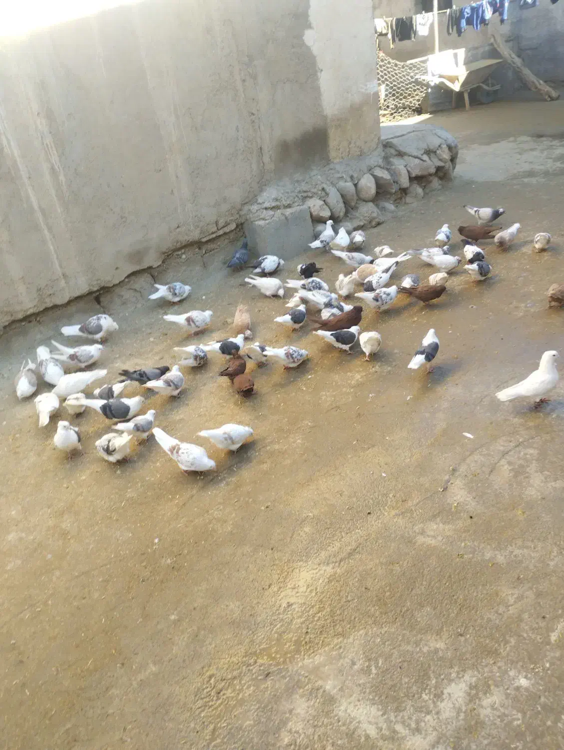 100عدد کبوتر|پرنده|زاغه, |دیوار