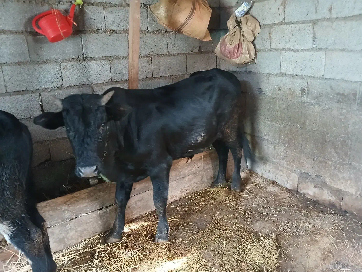 این سه راس گوساله بفروش می رسد|حیوانات مزرعه|حویق, |دیوار