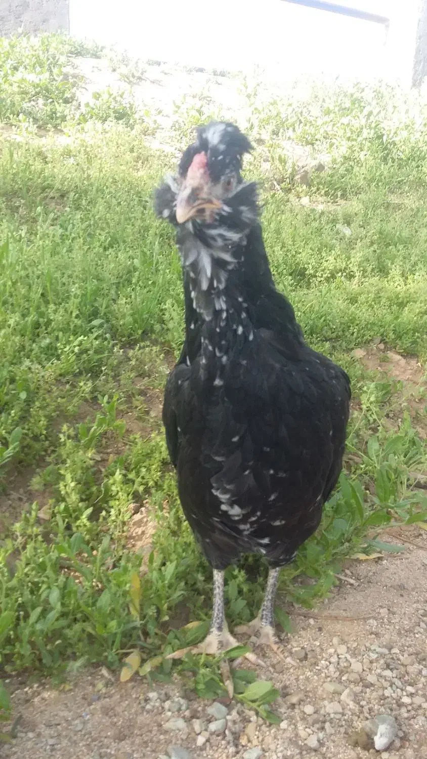 مرغ خروس گلین طوسی وخال سوزنی ریش چهلتاج فوول|حیوانات مزرعه|زنجان, |دیوار