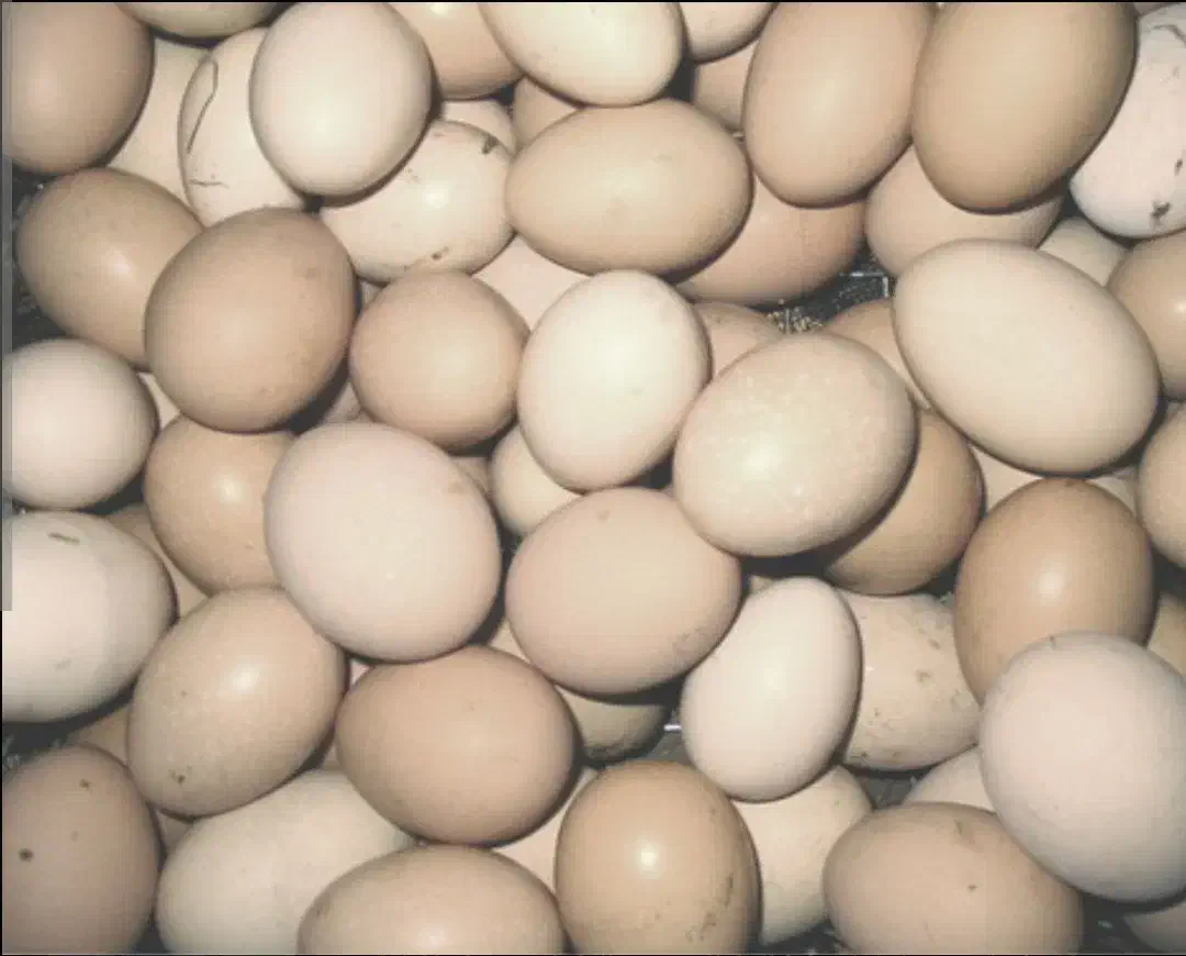 تخم مرغ محلی|حیوانات مزرعه|خورموج, |دیوار