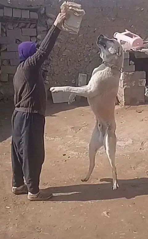 فروشی سگ|سگ|شاهین دژ, |دیوار