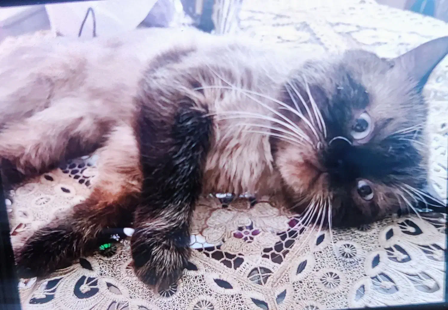 گربه|گربه|هشتگرد, شهرک بعثت|دیوار