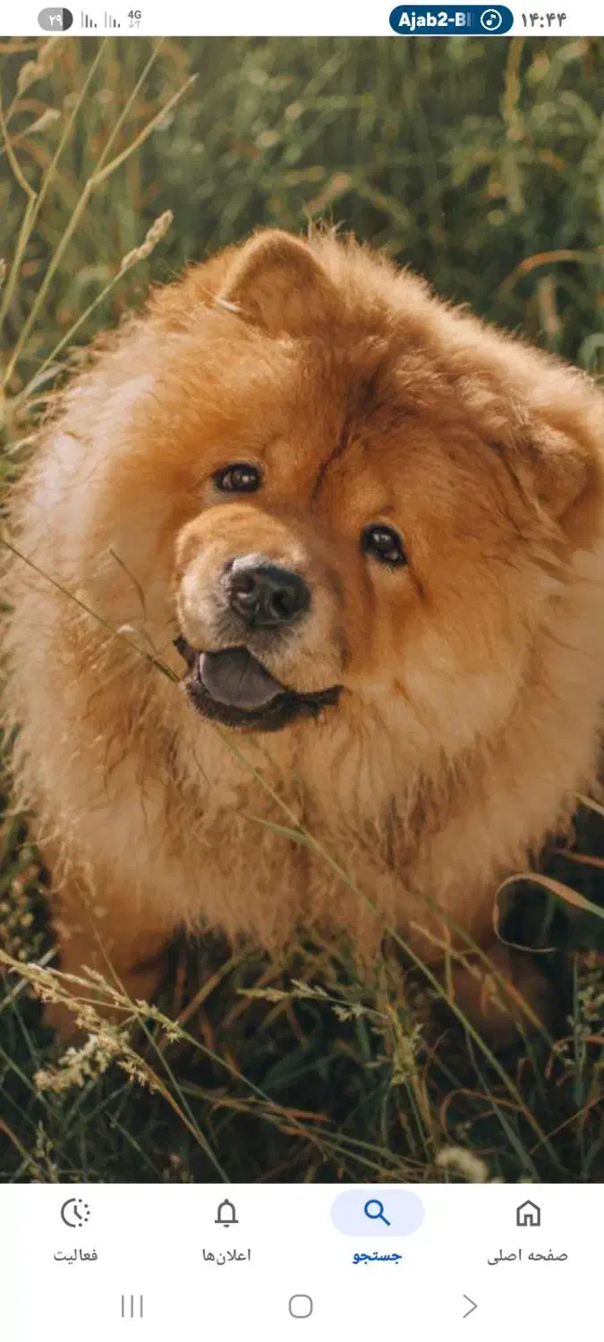 واگذاری سگ تربیت شده چاوچاو|سگ|تهران, پارک شهر|دیوار