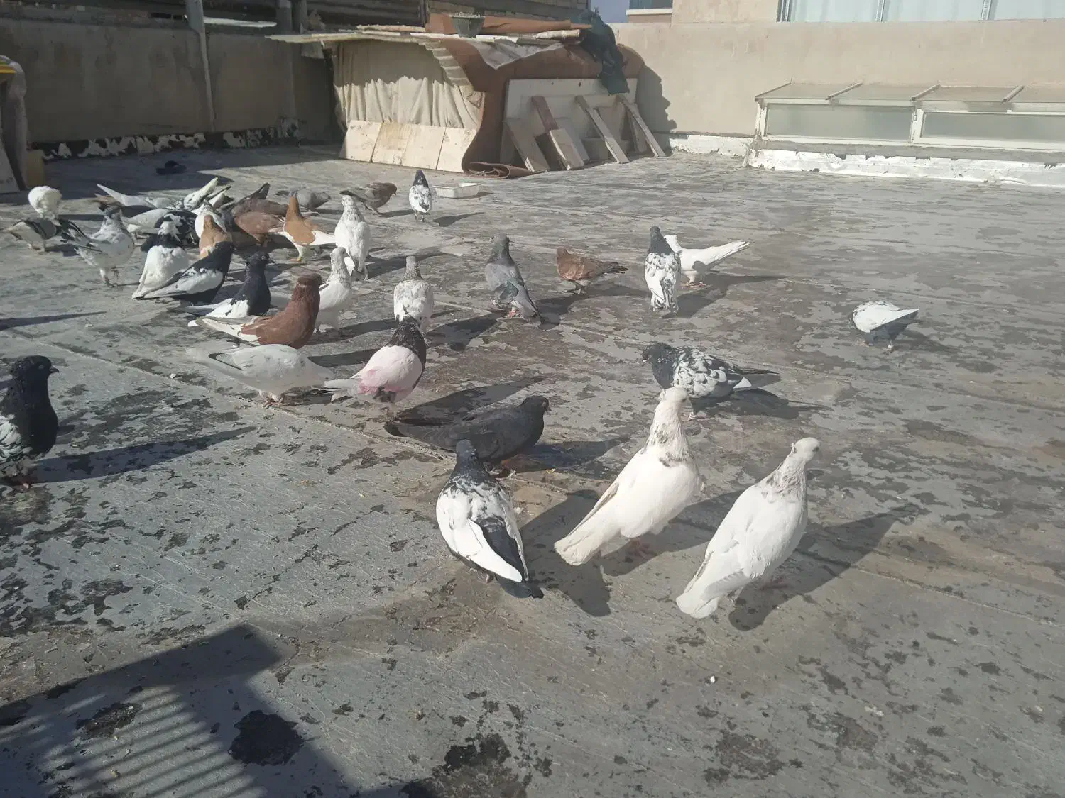 کفتر رنگی درجه ۱|پرنده|شاهینشهر, شهرک میلاد|دیوار