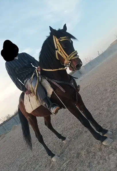 اسب|اسب و تجهیزات اسب‌سواری|تربت‌حیدریه, کلاته توکلی|دیوار