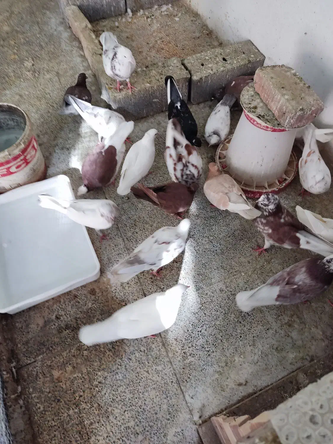 پرنده|پرنده|پردیس, فاز ۴|دیوار