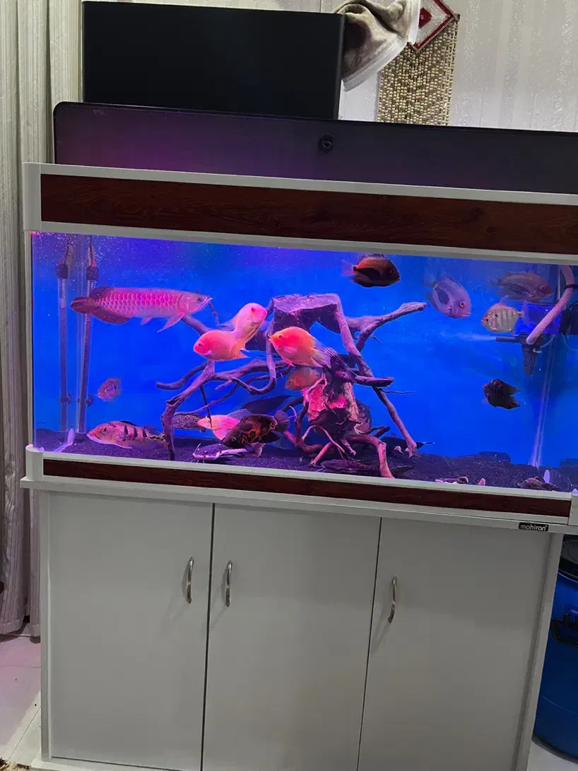 آکواریوم شرکتی ماهیران طول ۱۲۰|ماهی|کرج, آق تپه|دیوار