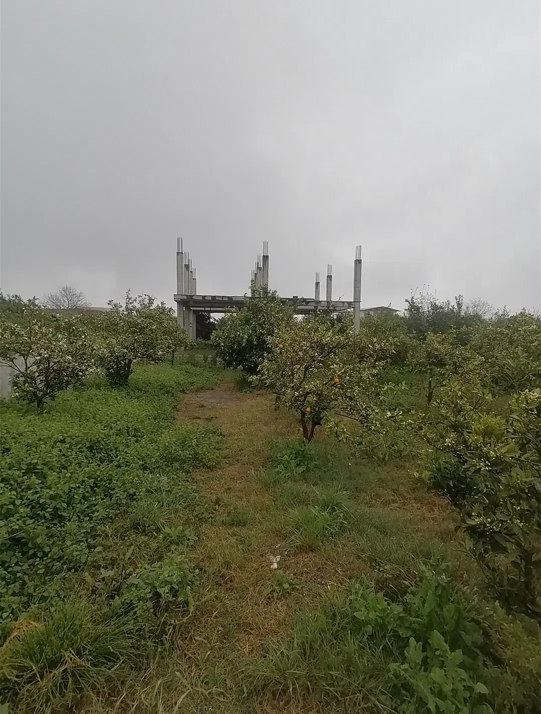 باغ ویلای نیمه کاره 2000 متری|فروش خانه و ویلا|شیرگاه, |دیوار