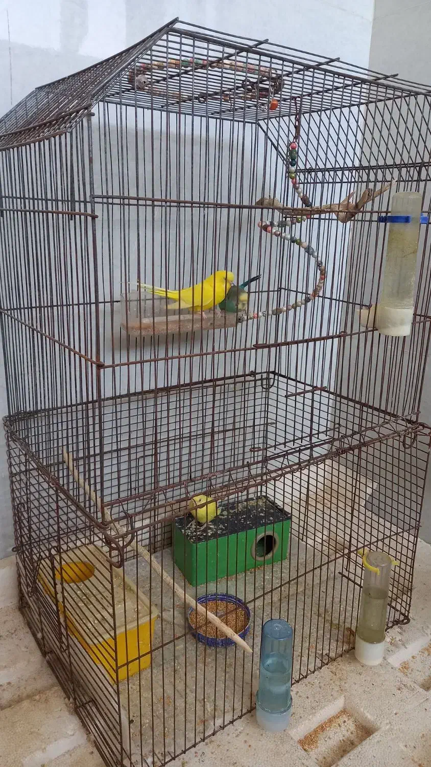 مرغ عشق|پرنده|بندر ماهشهر, |دیوار