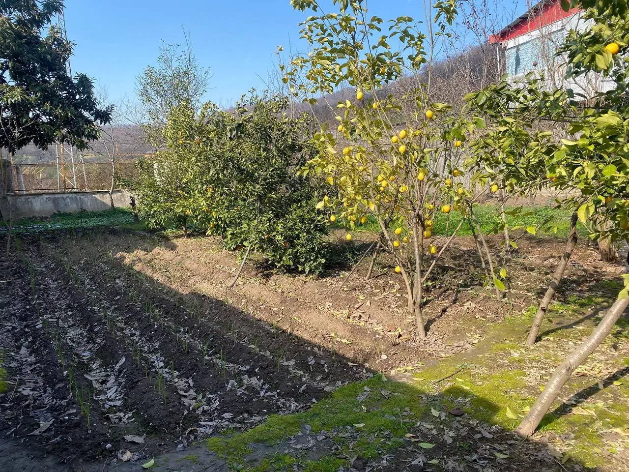 زمین مسکونی 500 متر|فروش زمین و ملک کلنگی|علیآباد کتول, |دیوار