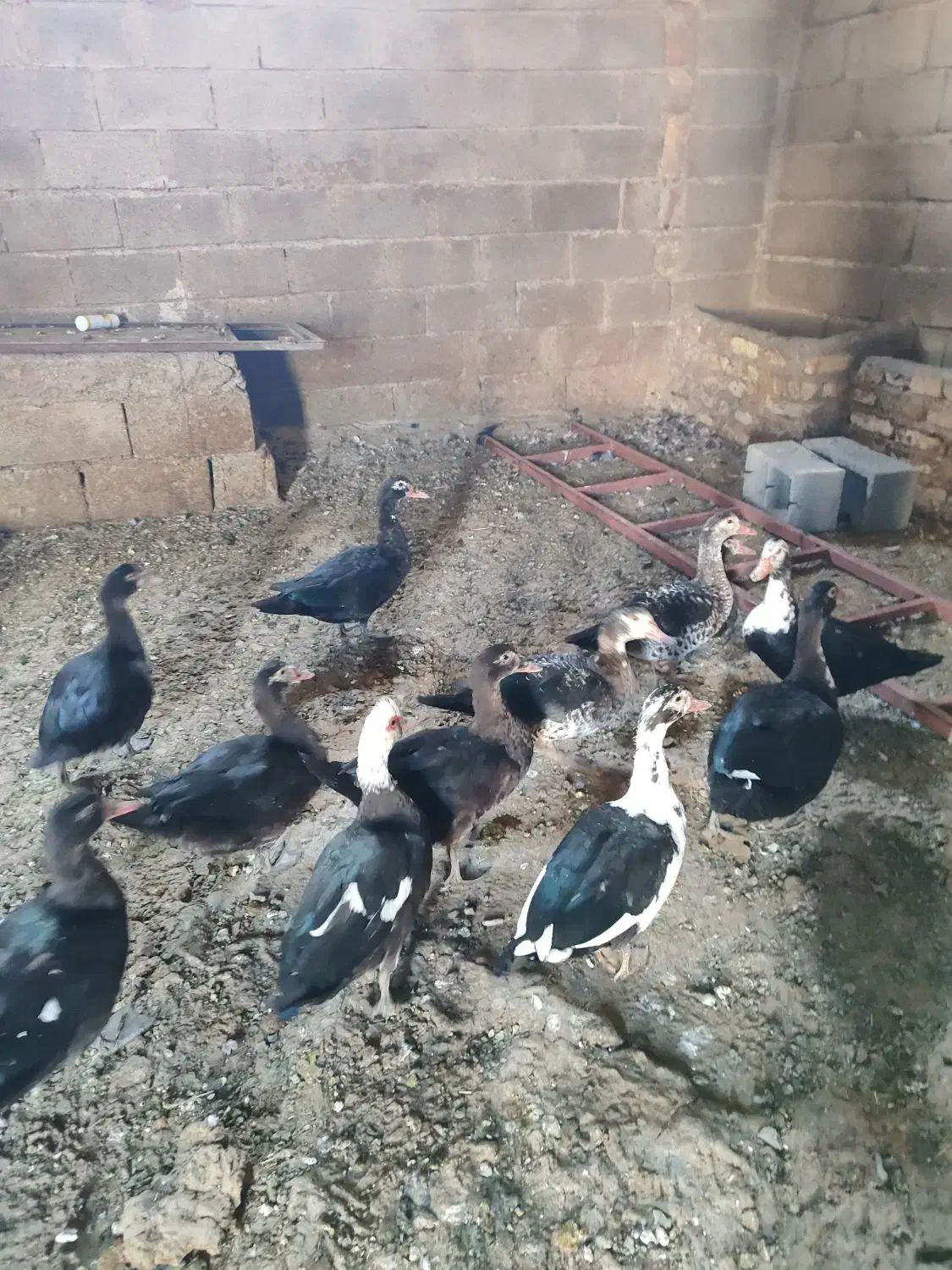 اردک اسرائیلی|حیوانات مزرعه|صحنه, |دیوار