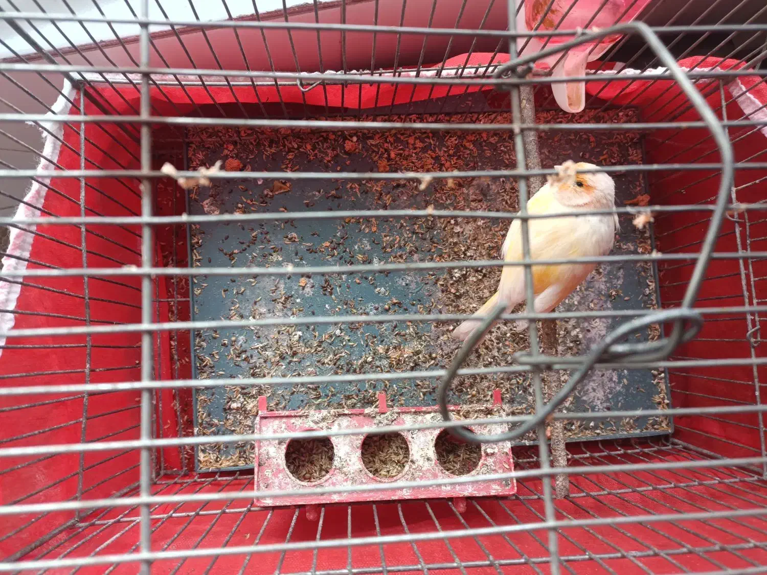 قناری ماده سفید موزاییکی|پرنده|مبارکه, |دیوار