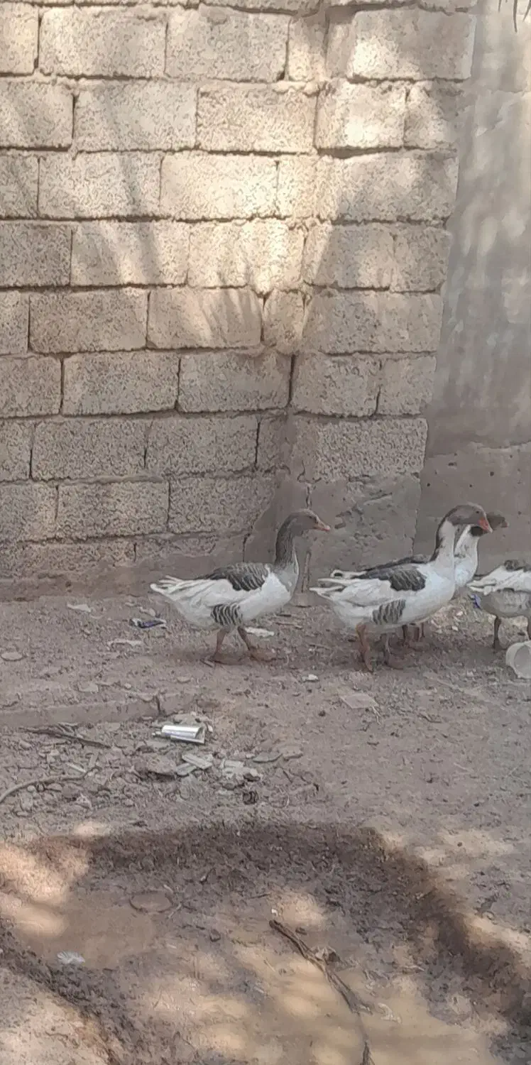 غاز محلی|حیوانات مزرعه|اهواز, پردیس|دیوار