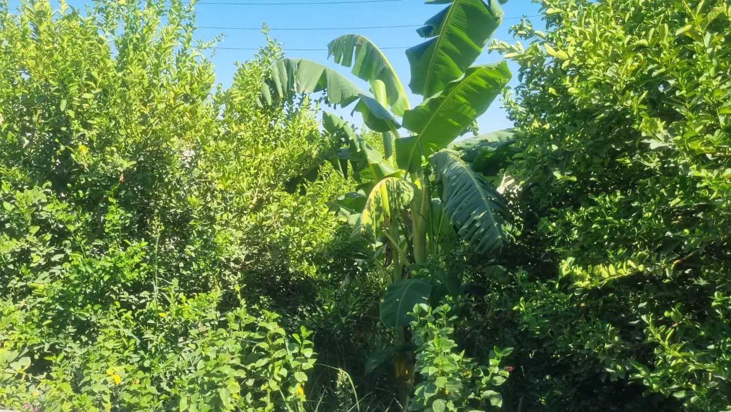 باغچه برق واب تصفیه/بنجعفر|فروش زمین و ملک کلنگی|دزفول, |دیوار