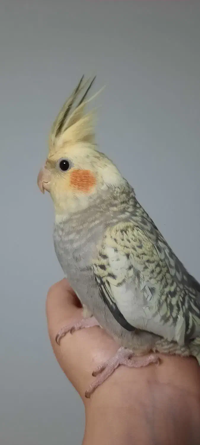 جوجه سه ماهه|پرنده|رشت, سعدی (تختی)|دیوار