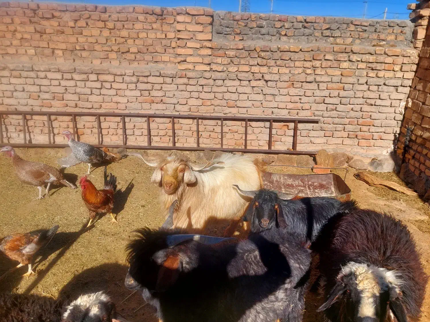 چبش فروشی|حیوانات مزرعه|سرداران, |دیوار