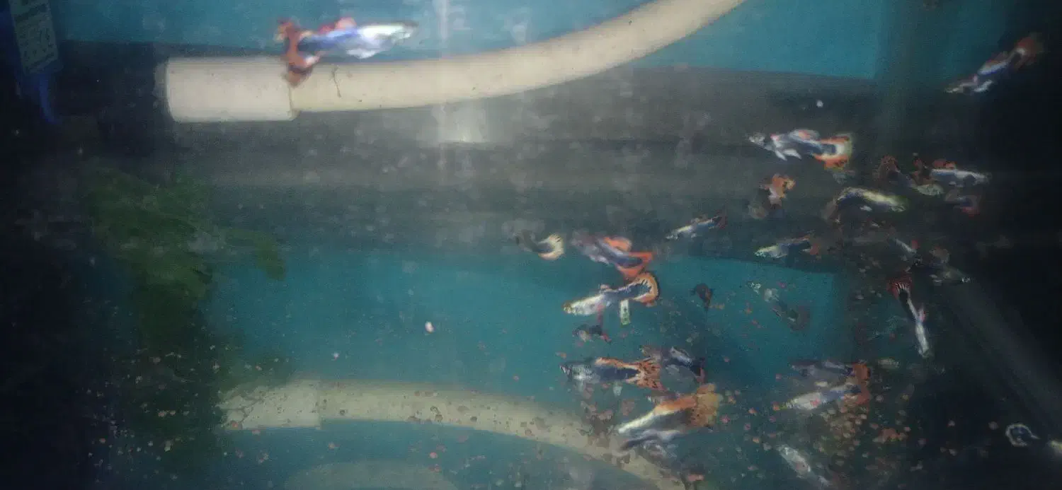 فروش گوپی|ماهی|آستانه اشرفیه, |دیوار