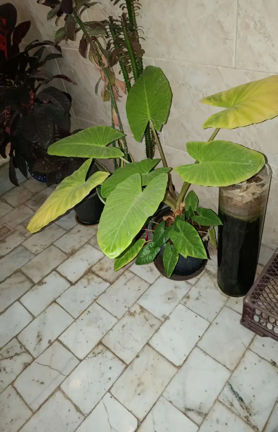 گل بابا آدم|گل و گیاه طبیعی|اردکان, |دیوار